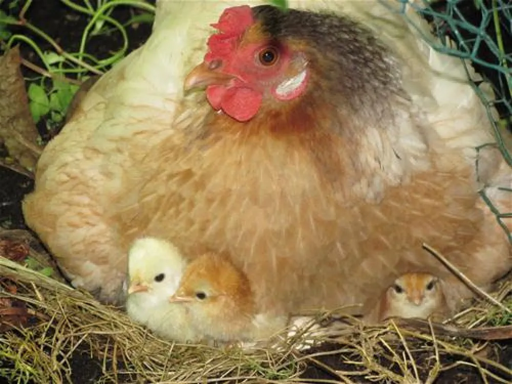 Eco - Touristfarm De Biezen