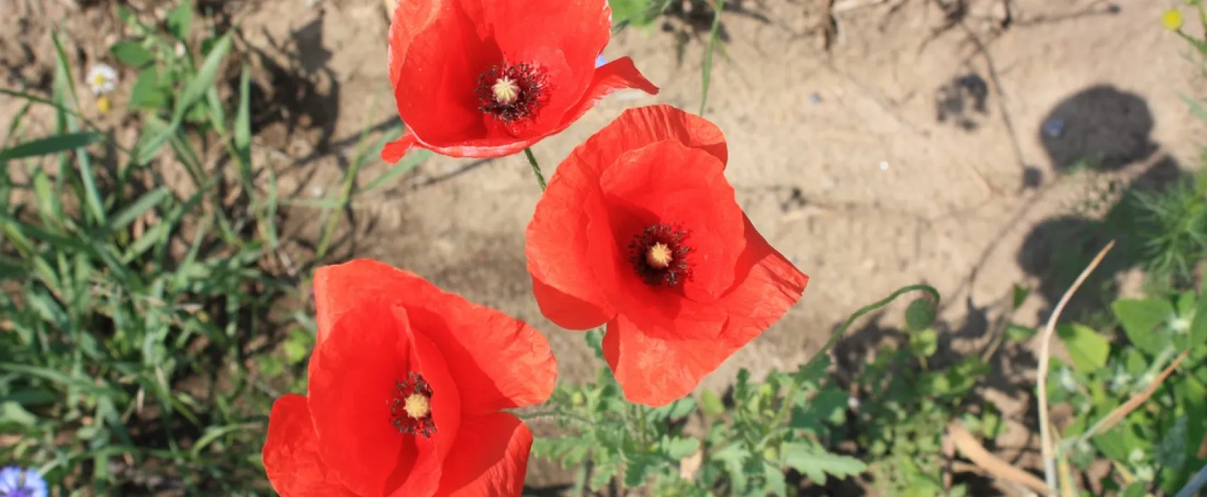 Camping am Oberuckersee