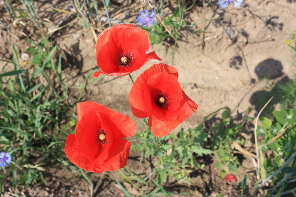 Camping am Oberuckersee