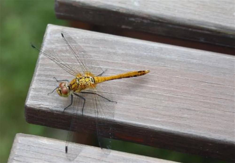 Camping am Oberuckersee