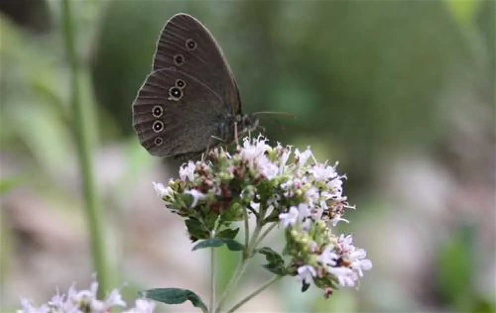 Camping am Oberuckersee