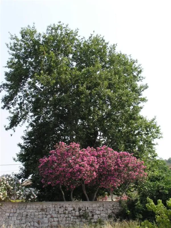 Camping Pod Maslinom