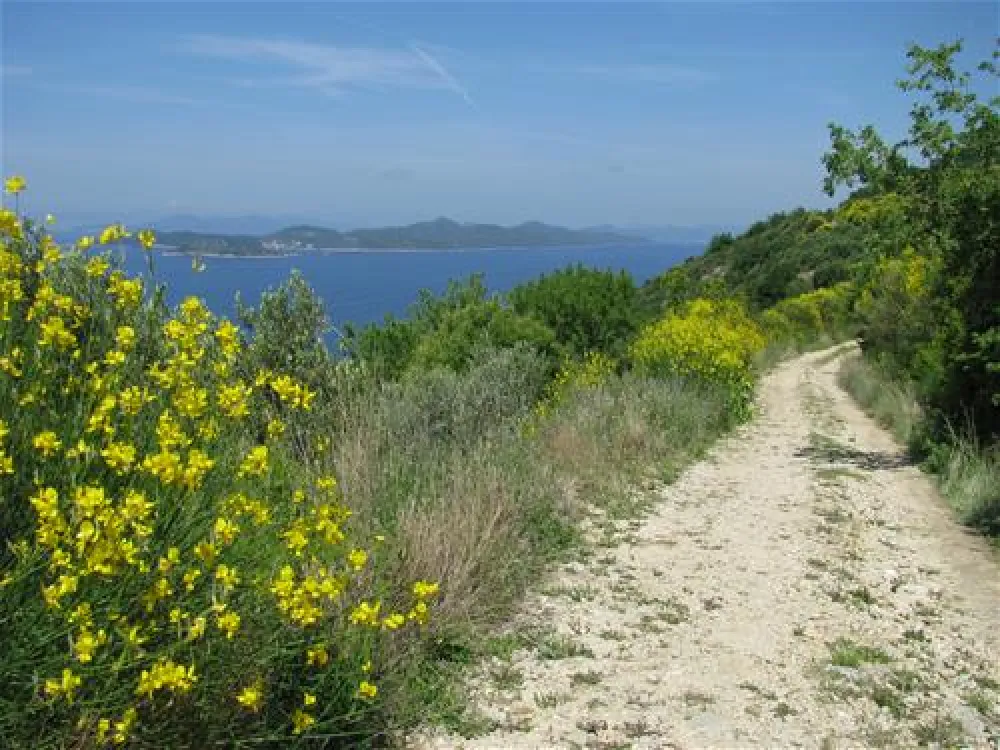 Camping Pod Maslinom