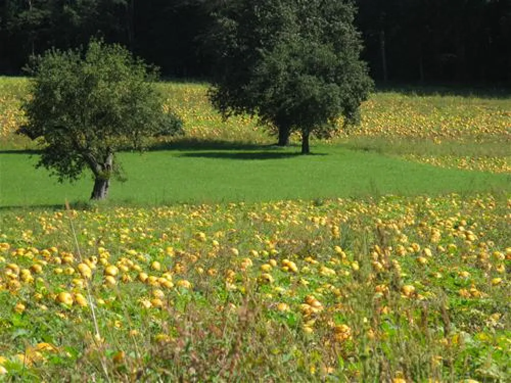 Thermenland Camping Rath und Pichler