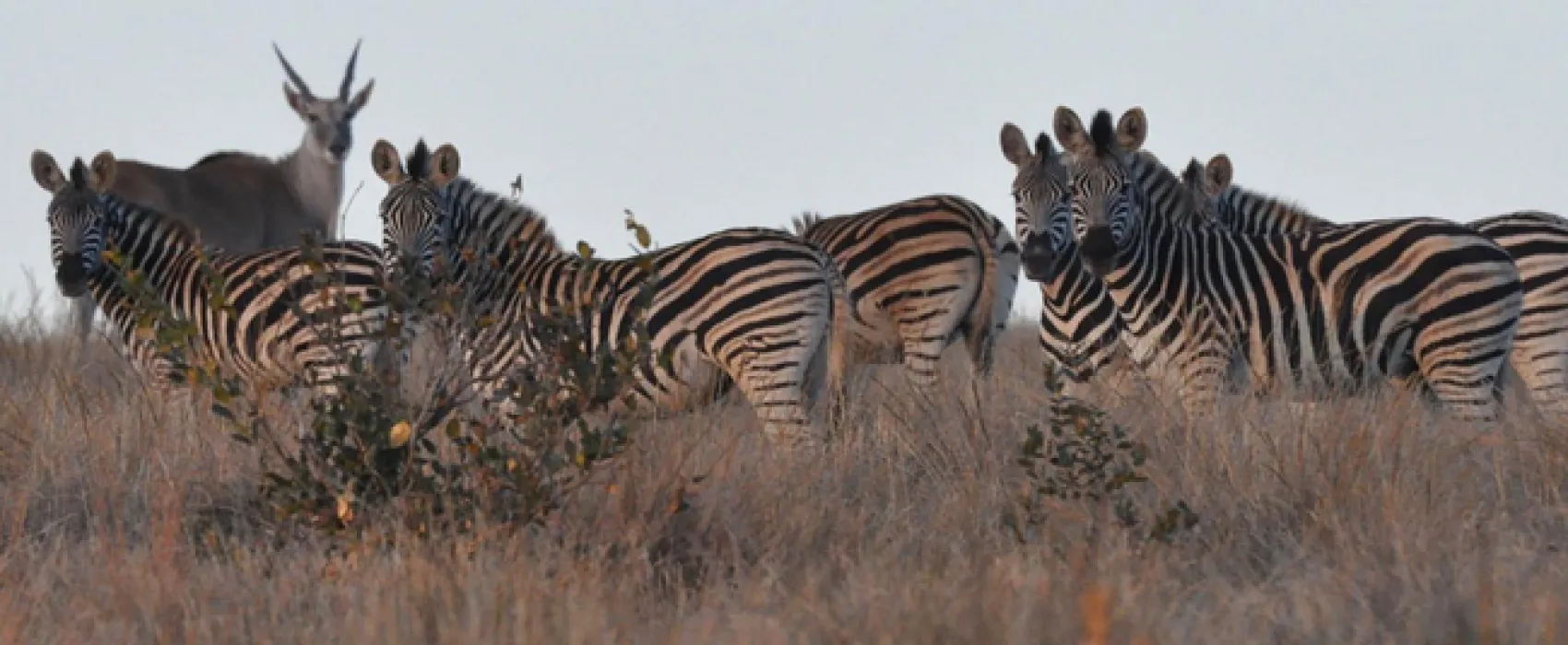 Elandsvlei Luxury Tent