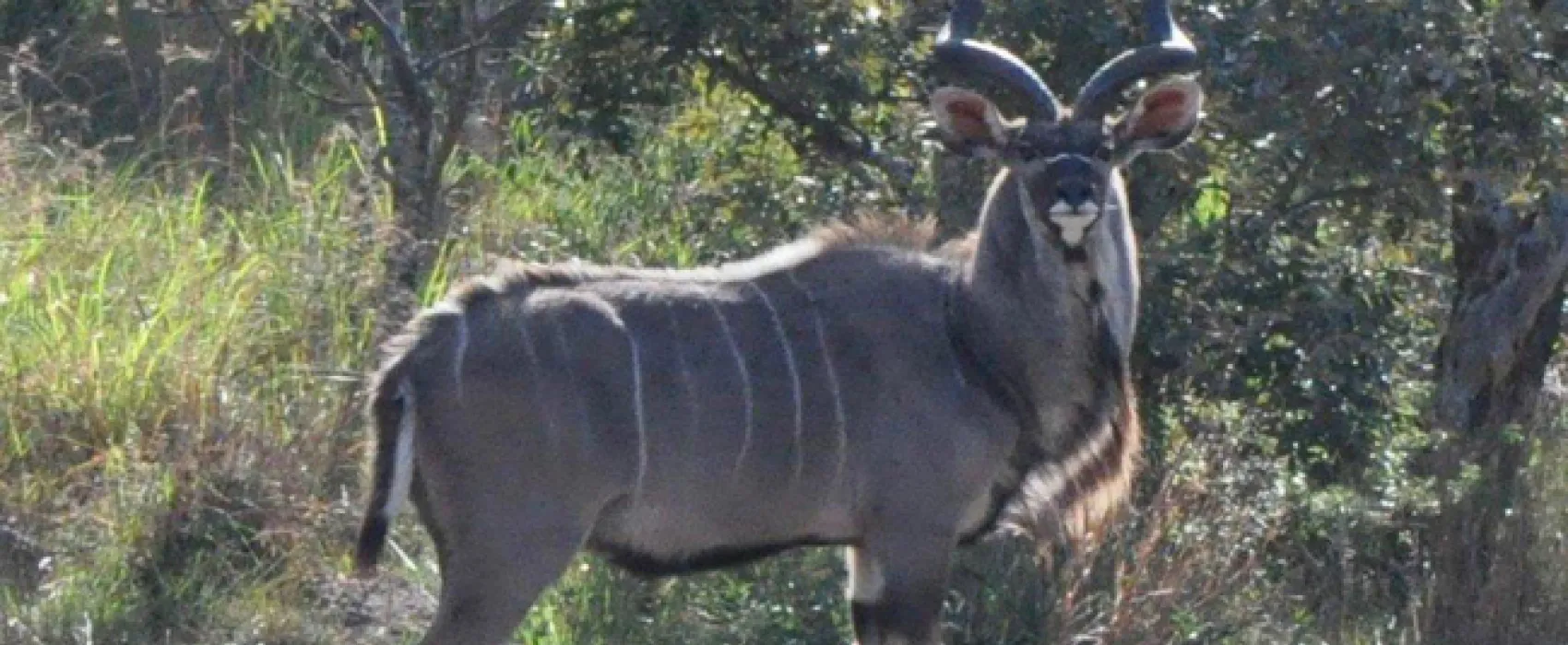 Elandsvlei Luxury Tent