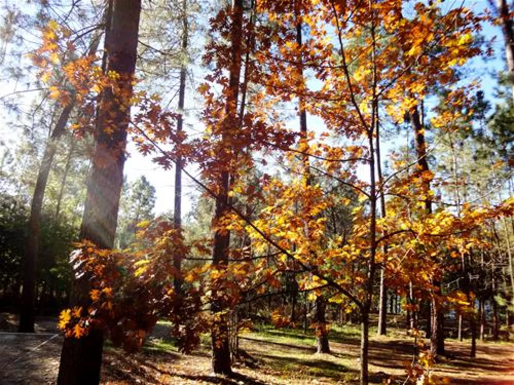 Camping site Lima Escape (Entre-ambos-os-rios)