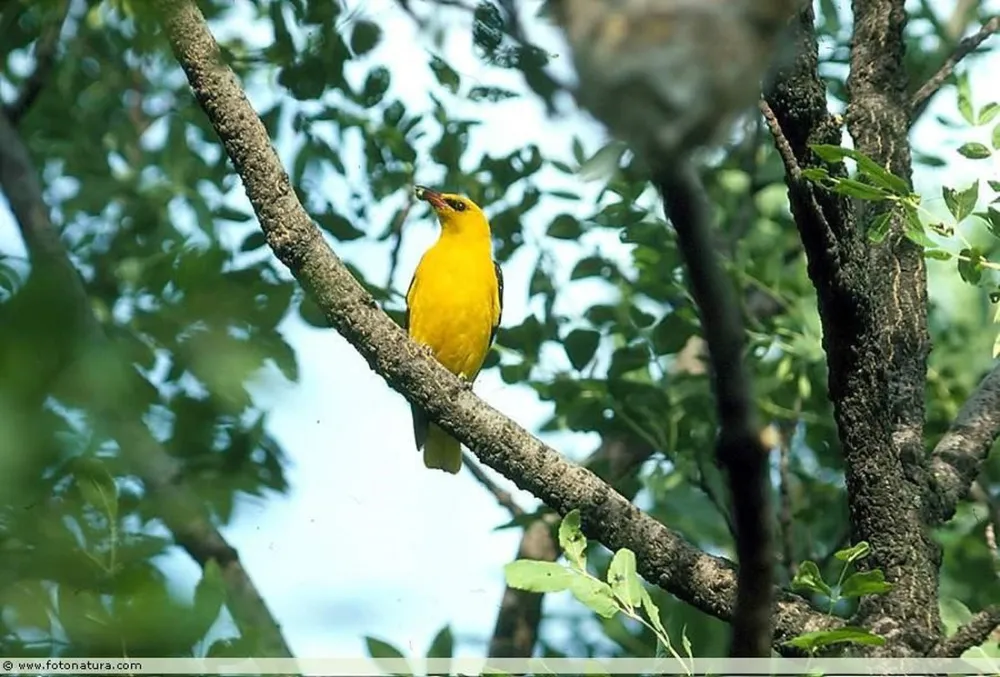 Camping De Wielewaal