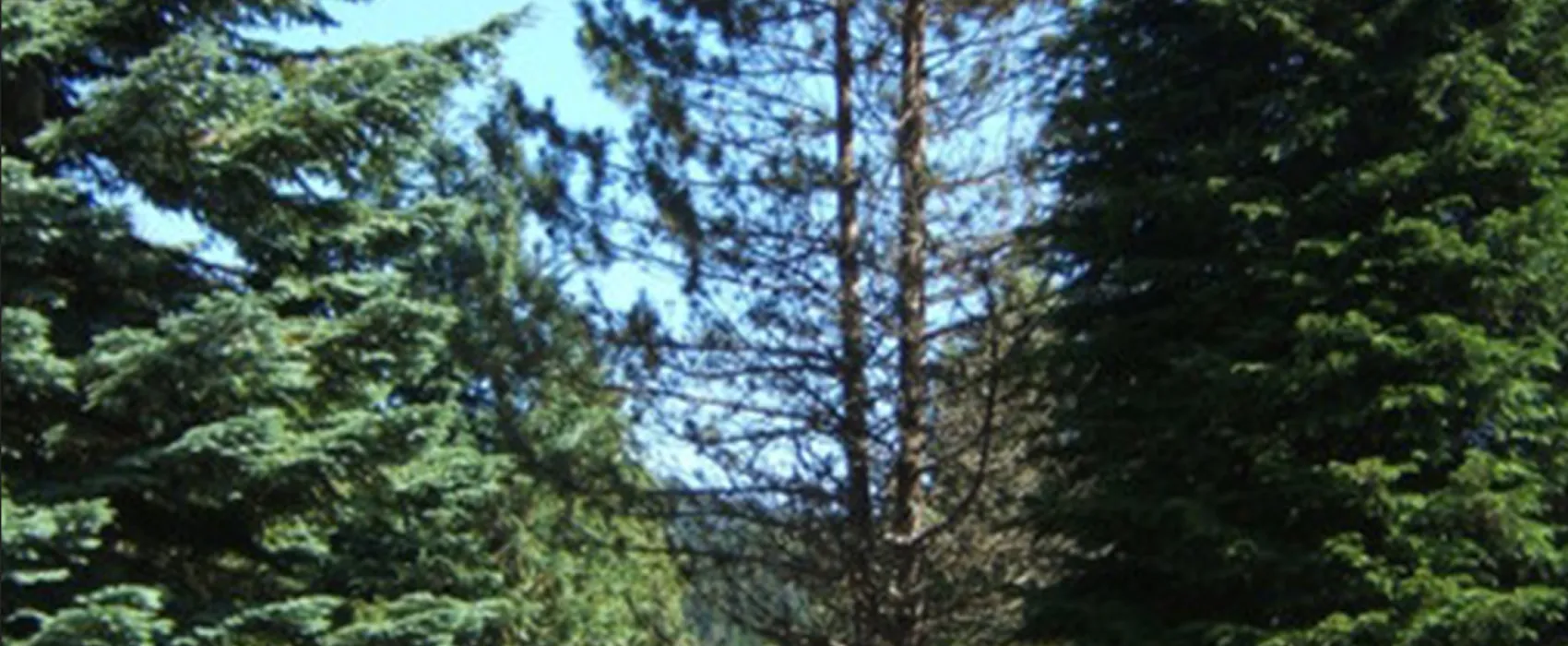 Camping Les Sorbiers