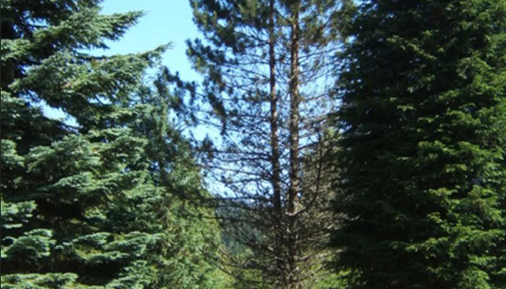 Camping Les Sorbiers