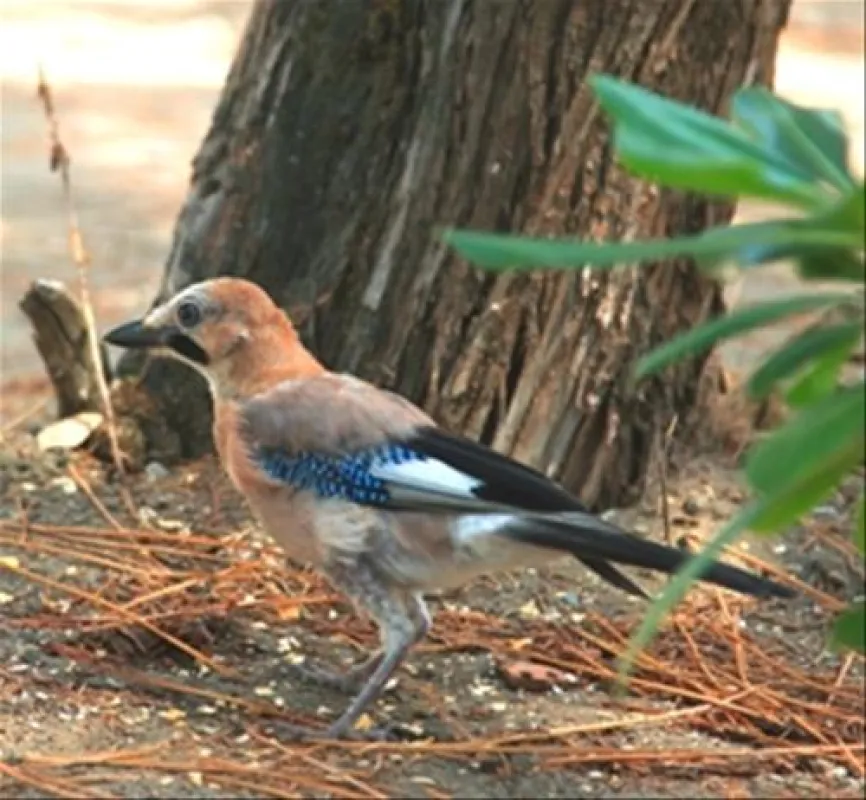 Campeggio Casa di Caccia