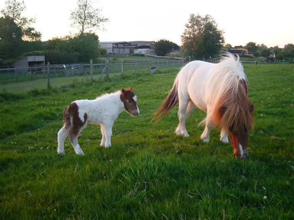 Fairfields Farm Caravan and Camping Park