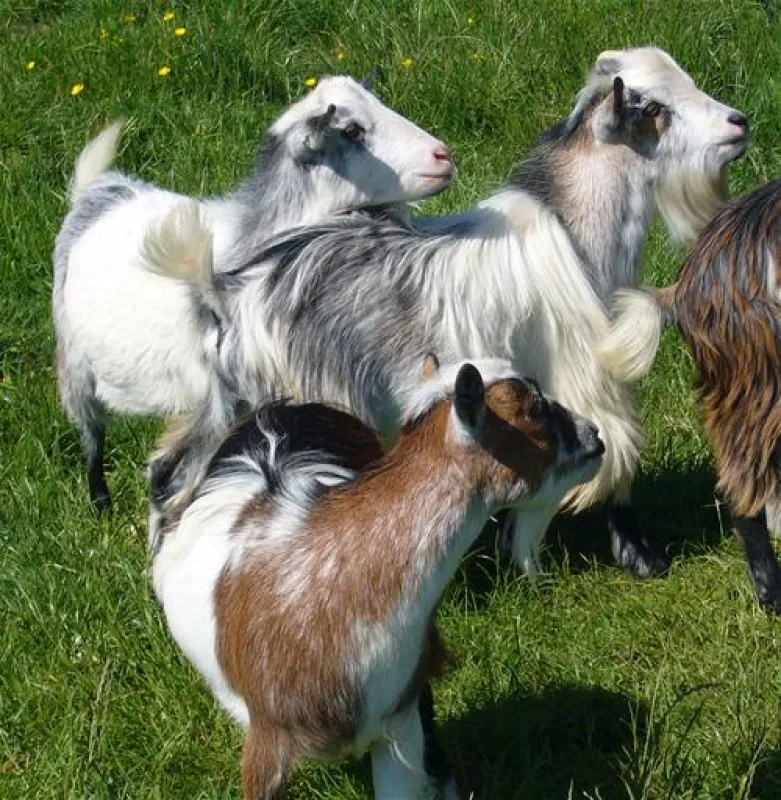 Fairfields Farm Caravan and Camping Park