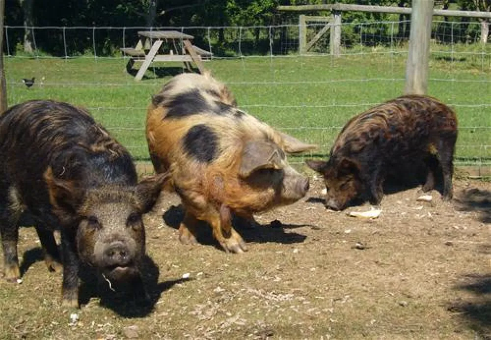 Fairfields Farm Caravan and Camping Park