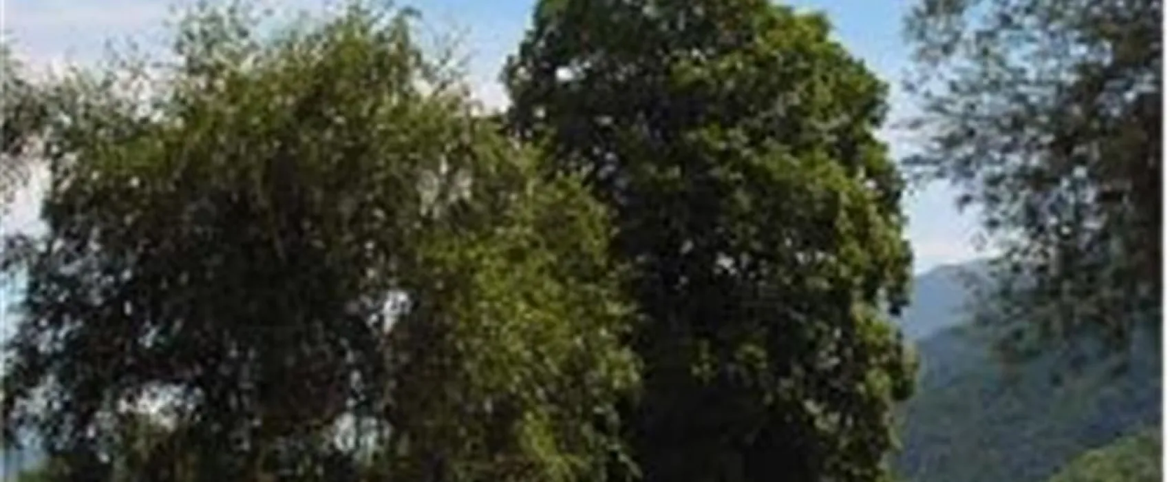 Camping Santa Monica