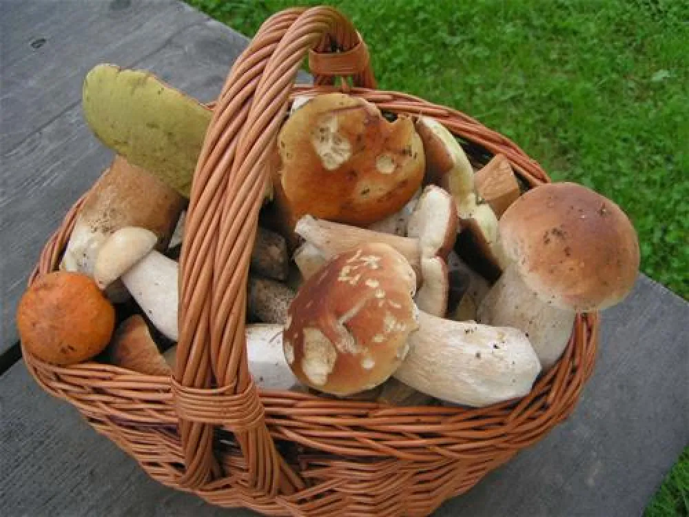 Camping Sedliacky Dvor