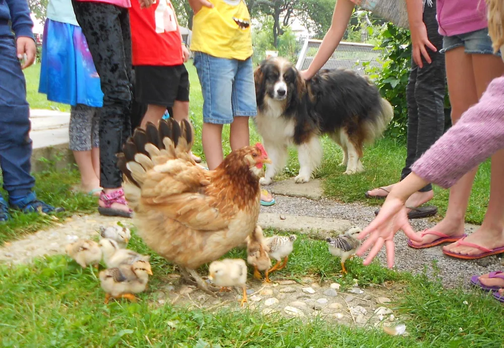 Camping Sedliacky Dvor