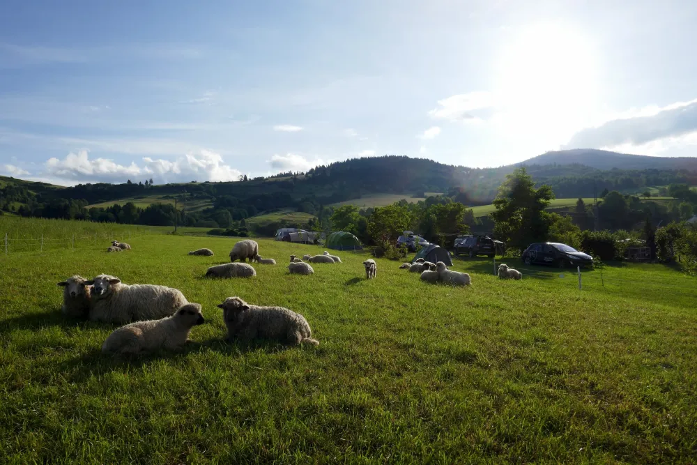 Camping Sedliacky Dvor