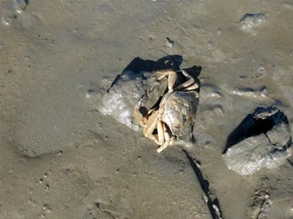 KNAUS Campingpark Tossens