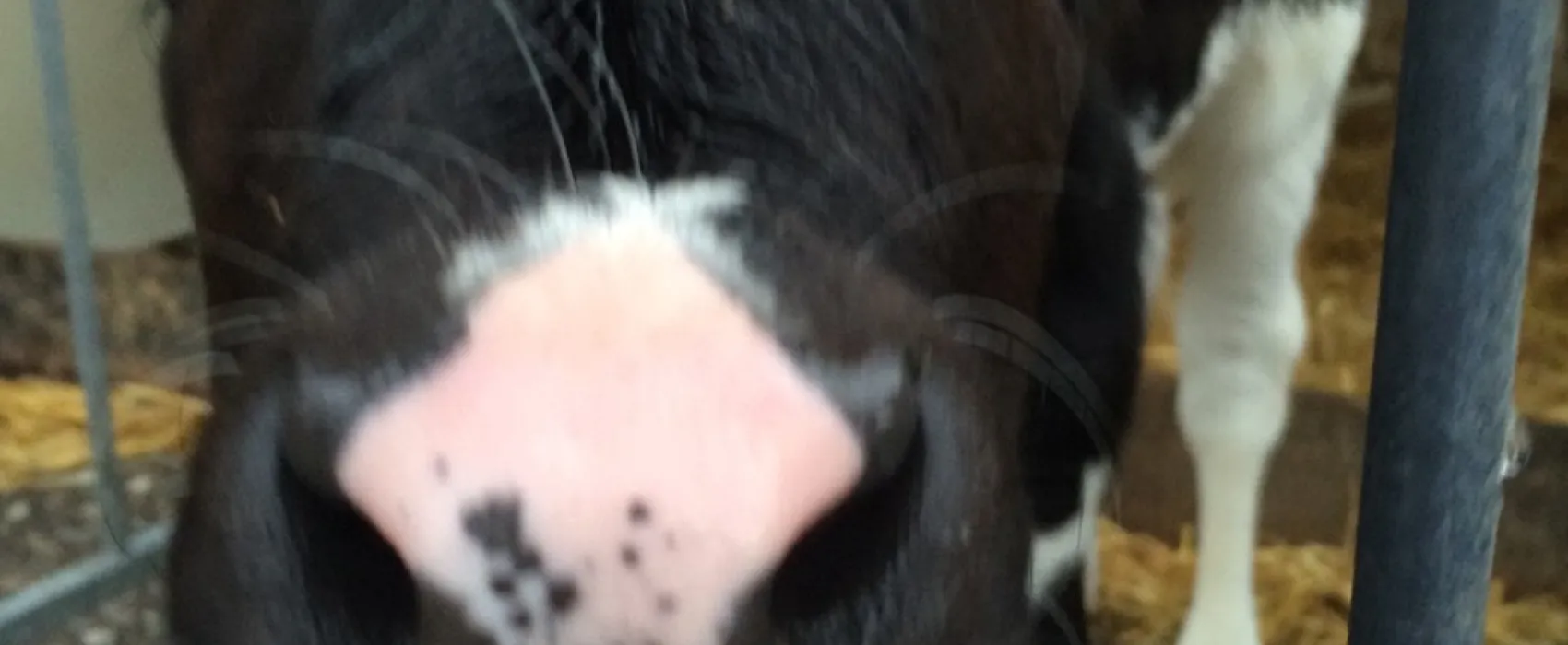 Kampeerboerderij De Straat-Hof