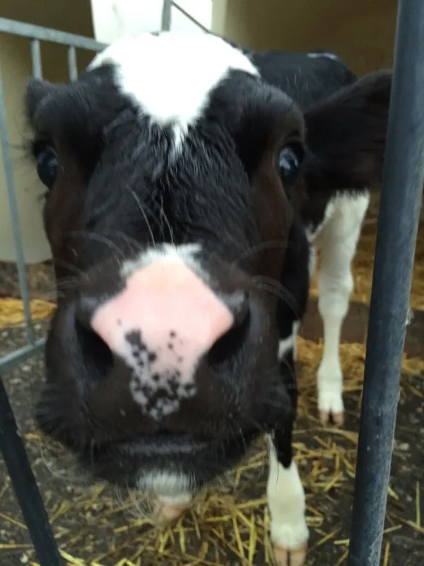 Kampeerboerderij De Straat-Hof