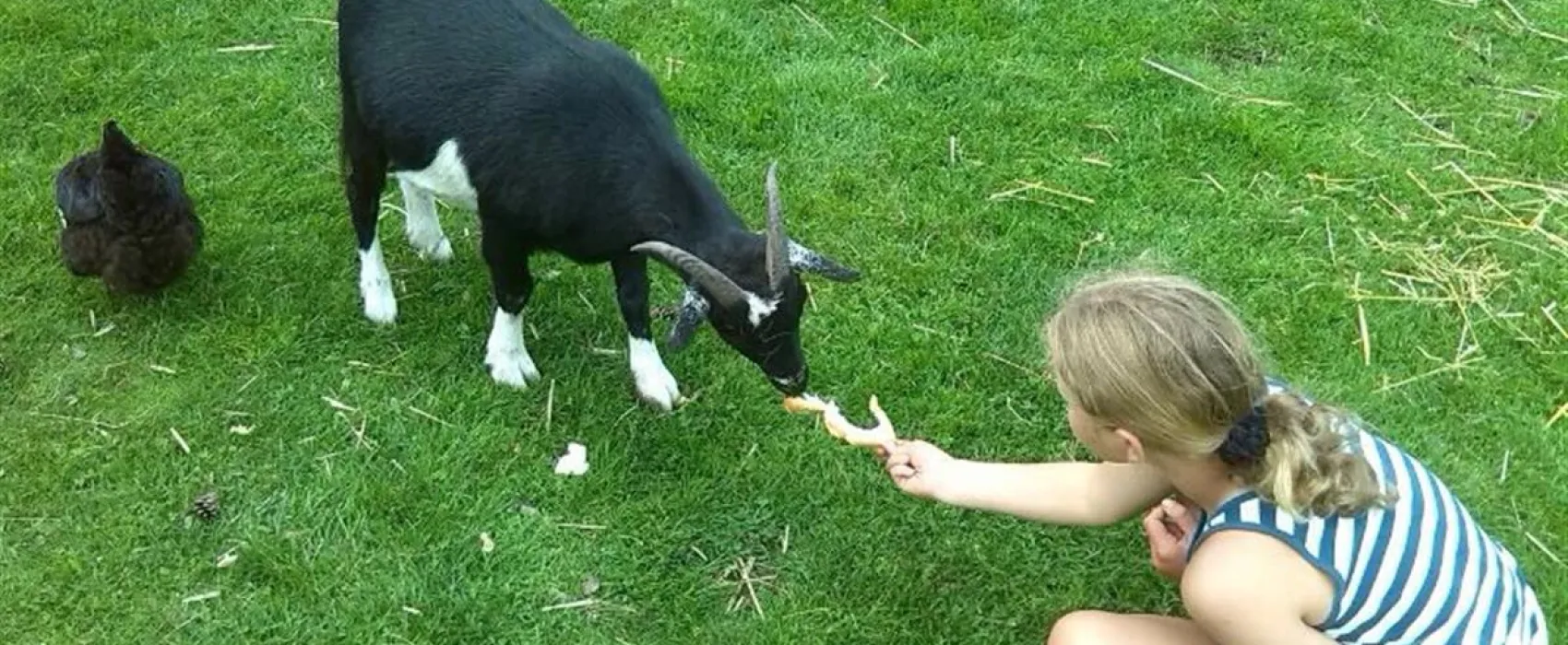 Camping Harfsen de Waterjuffer