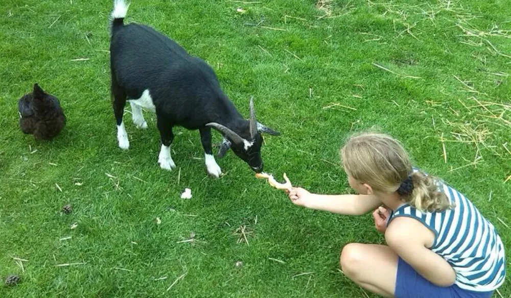 Camping Harfsen de Waterjuffer