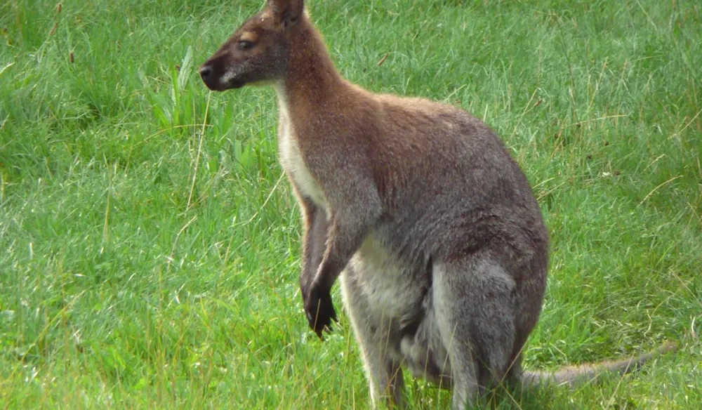 Camping Harfsen de Waterjuffer