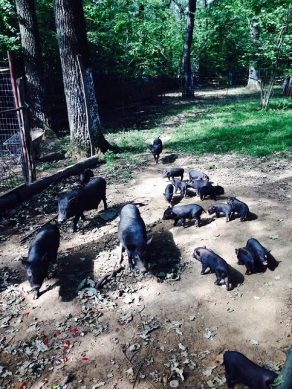 Camping Forest Mirage