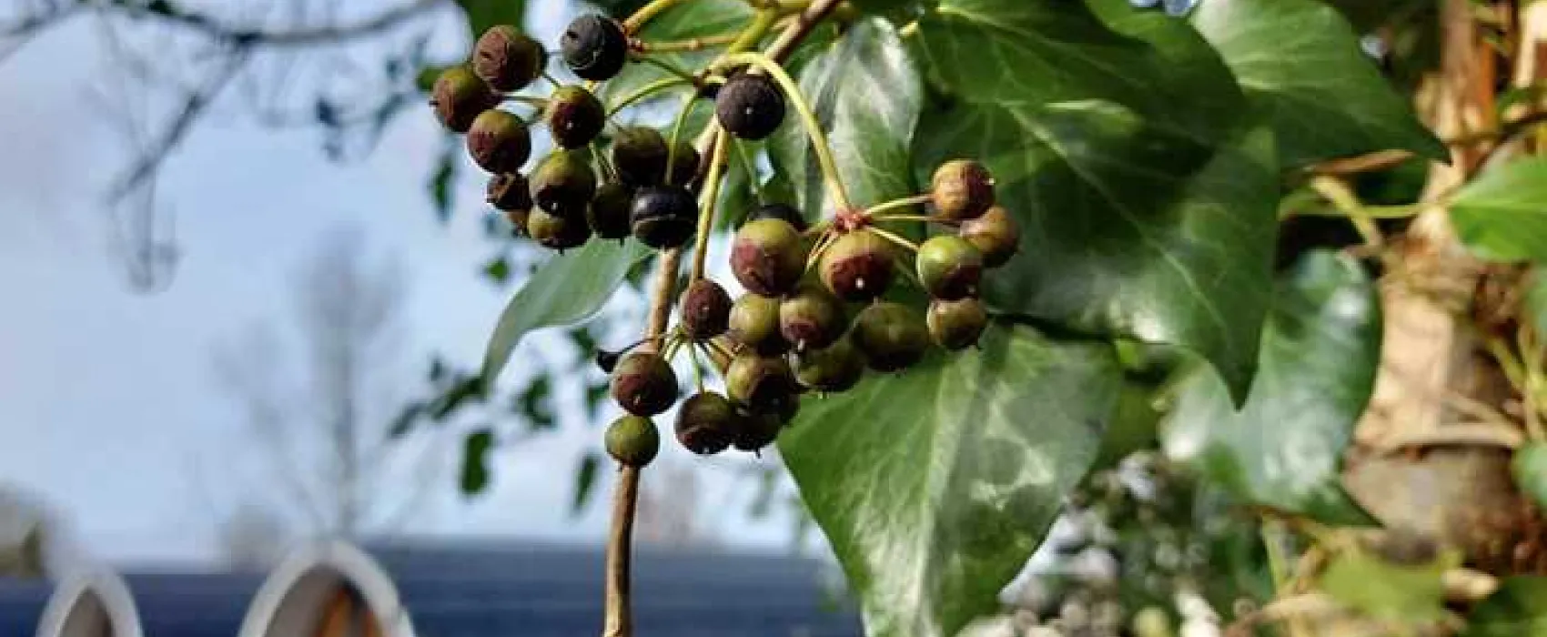 Share Discovery Village