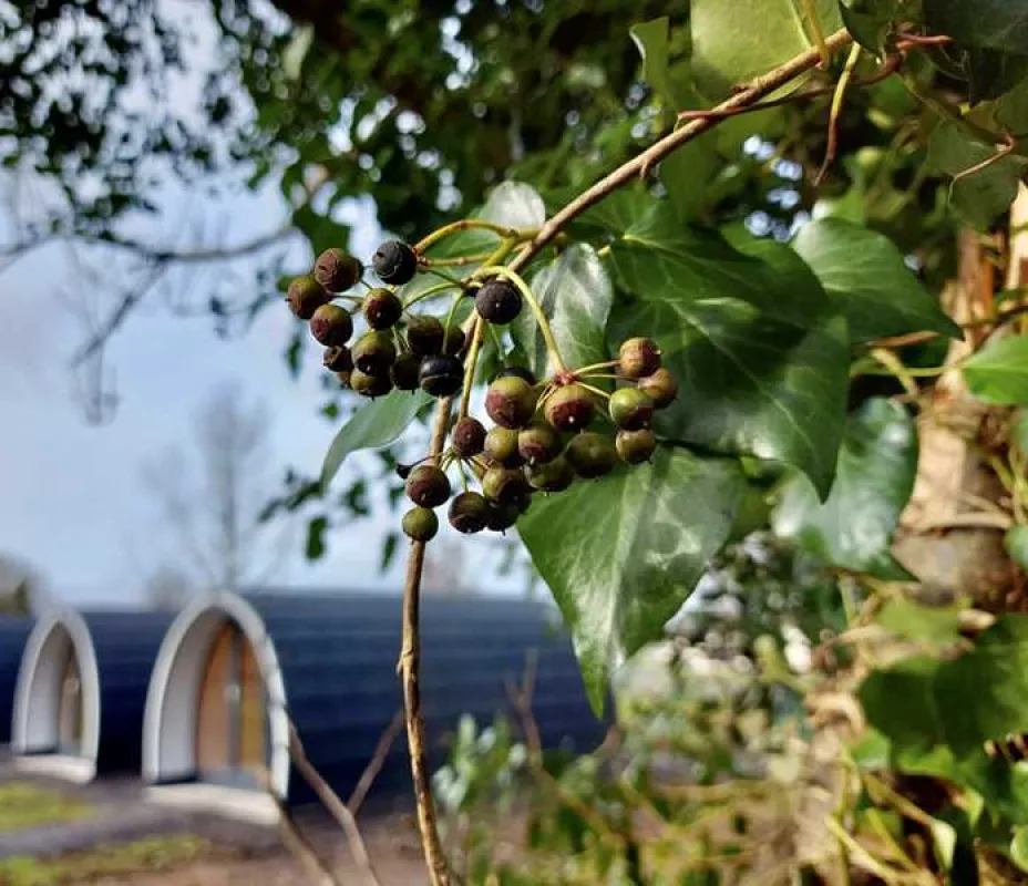 Share Discovery Village