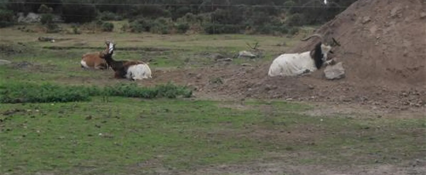 Camping du port Landrellec
