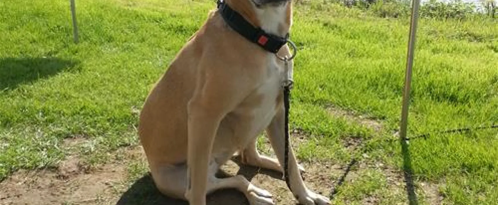 Campingplatz-Rheinblick