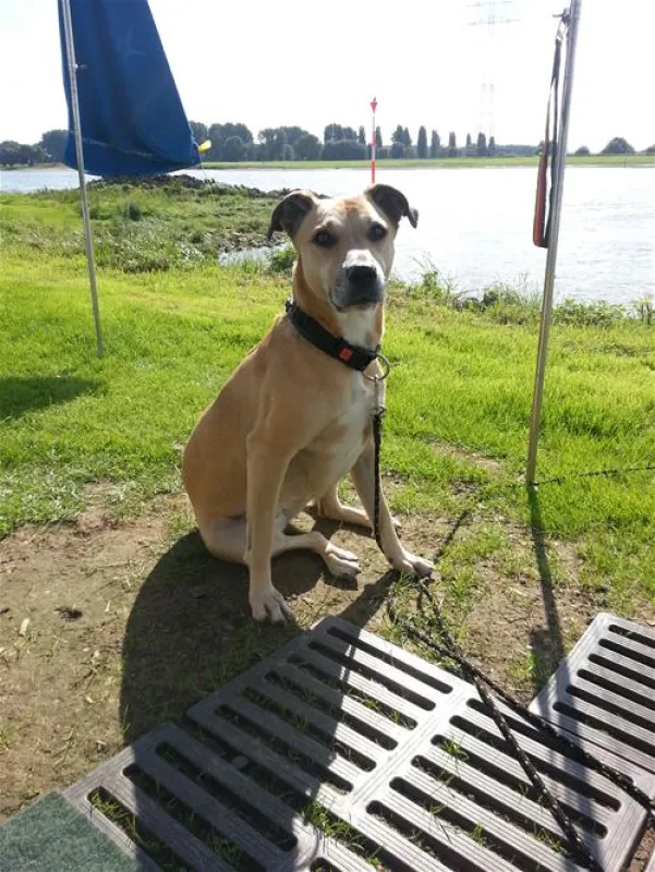 Campingplatz-Rheinblick