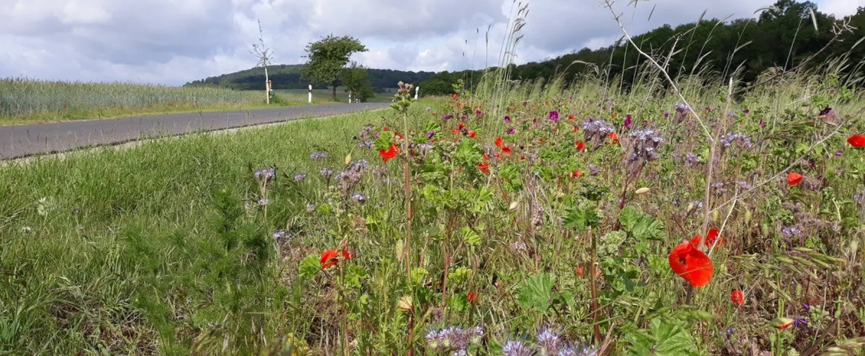 Campingplatz Am Niemetal