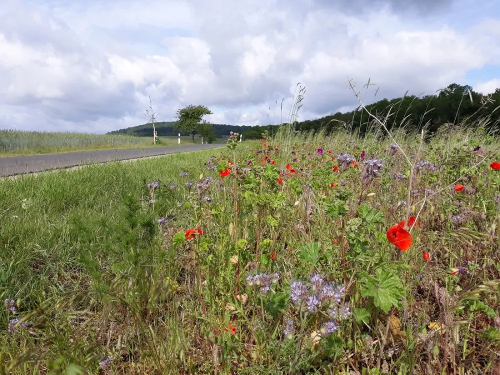 Campingplatz Am Niemetal
