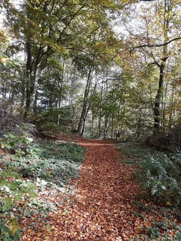 Campingplatz Am Niemetal