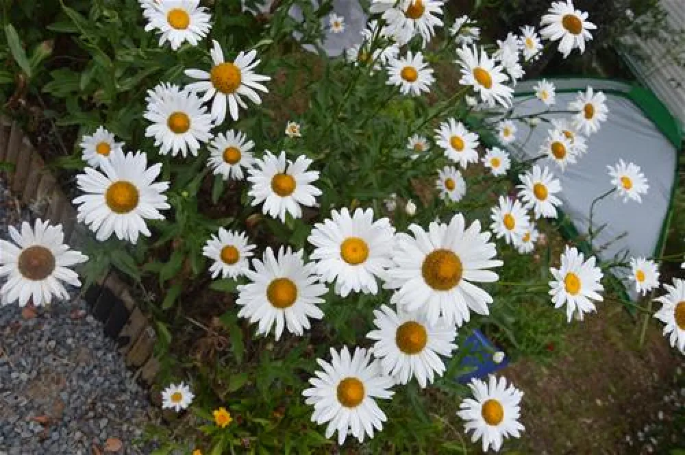 Flower Camping - Les Etangs