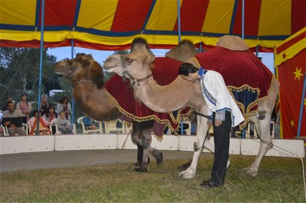 Flower Camping - Les Etangs