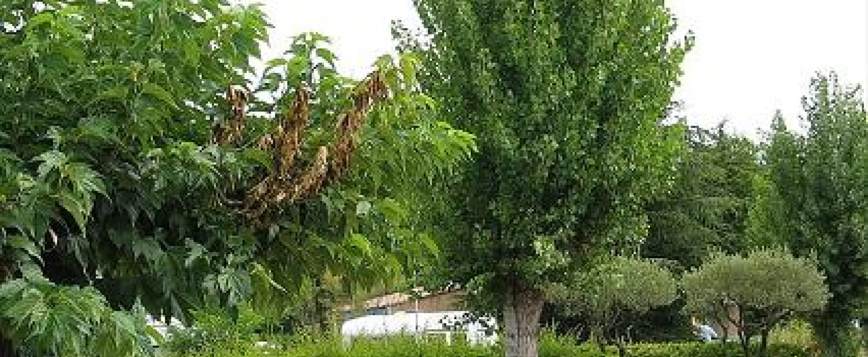 Camping International