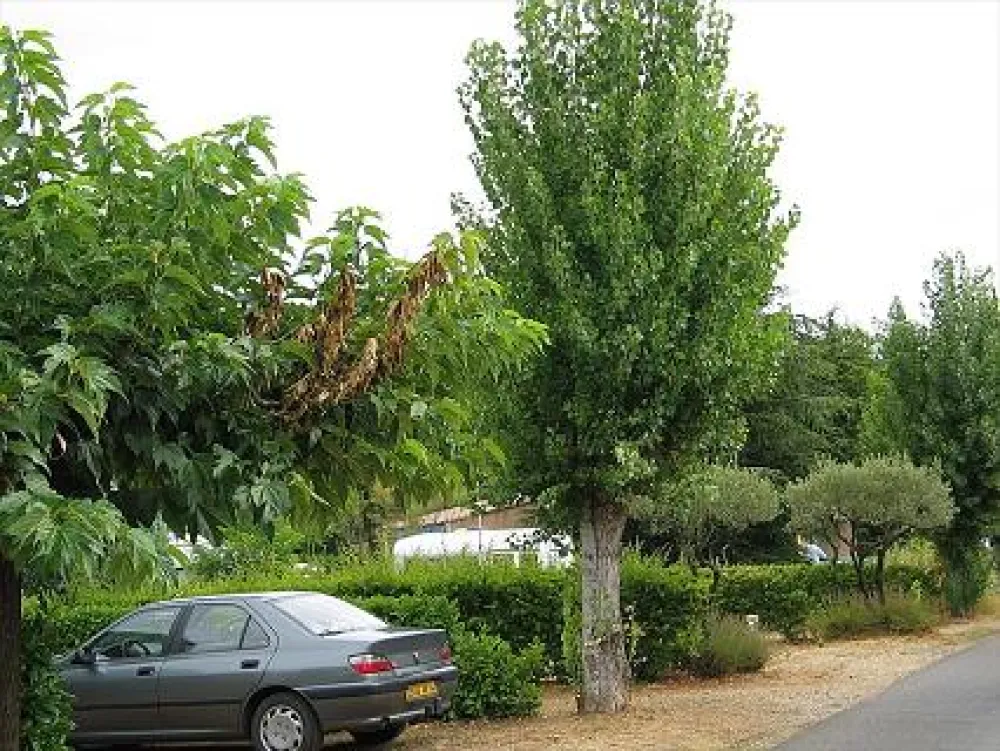 Camping International