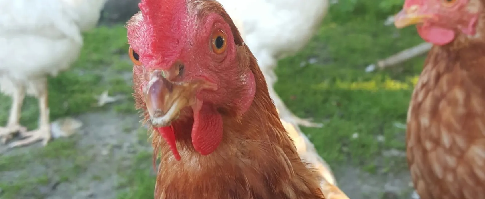 Minicamping Zonnehoek