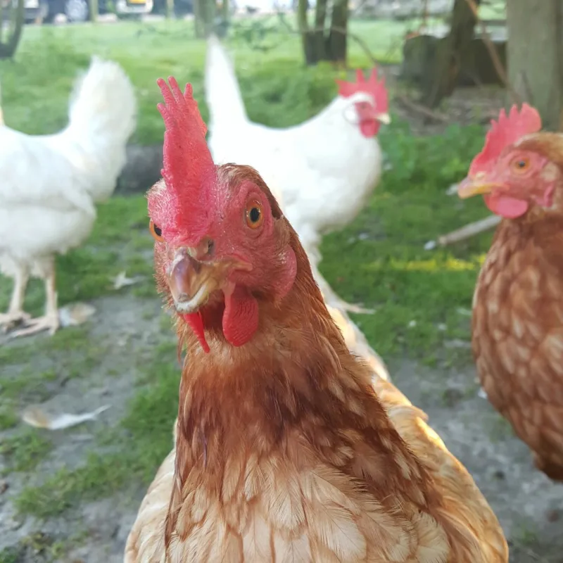 Minicamping Zonnehoek