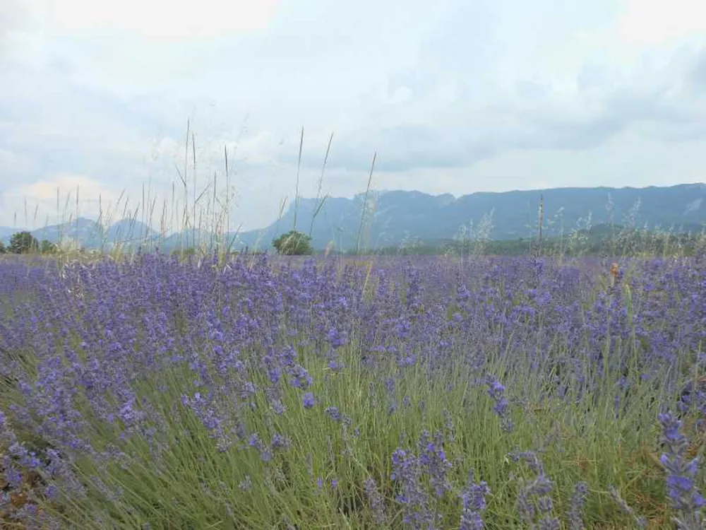 Camping du  Moulin Foulon
