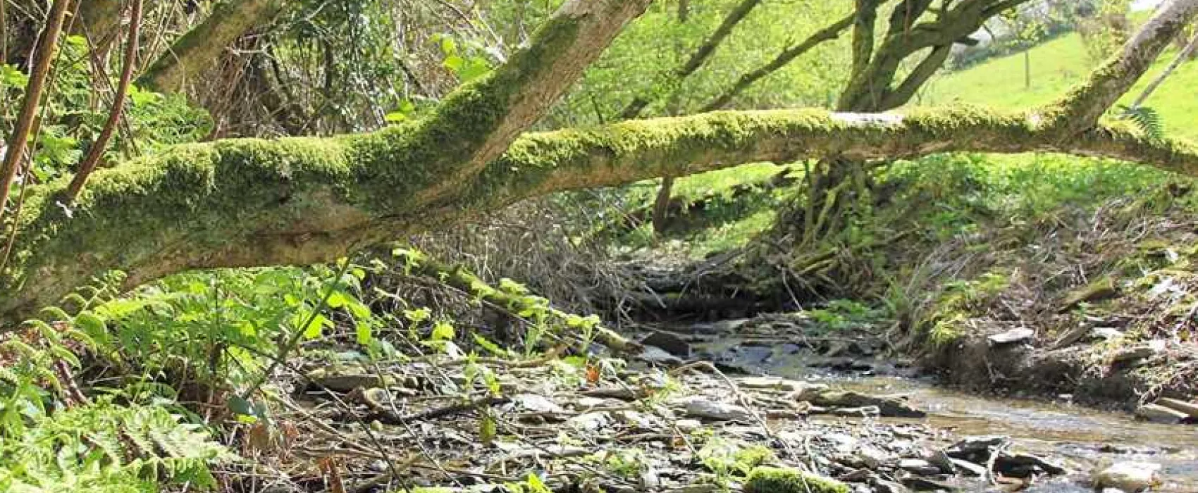 Argoed Meadow Camping and Caravan Site