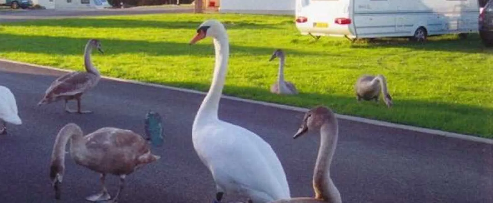 Argoed Meadow Camping and Caravan Site