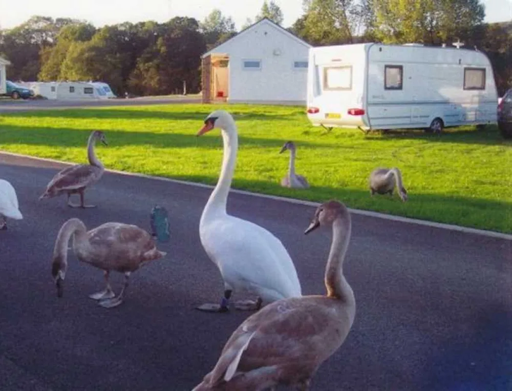 Argoed Meadow Camping and Caravan Site