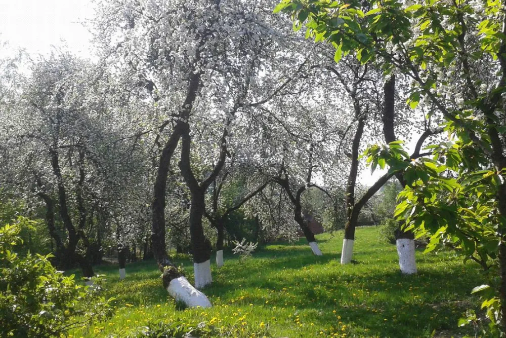 Lindenhof Rybinski-Wagner