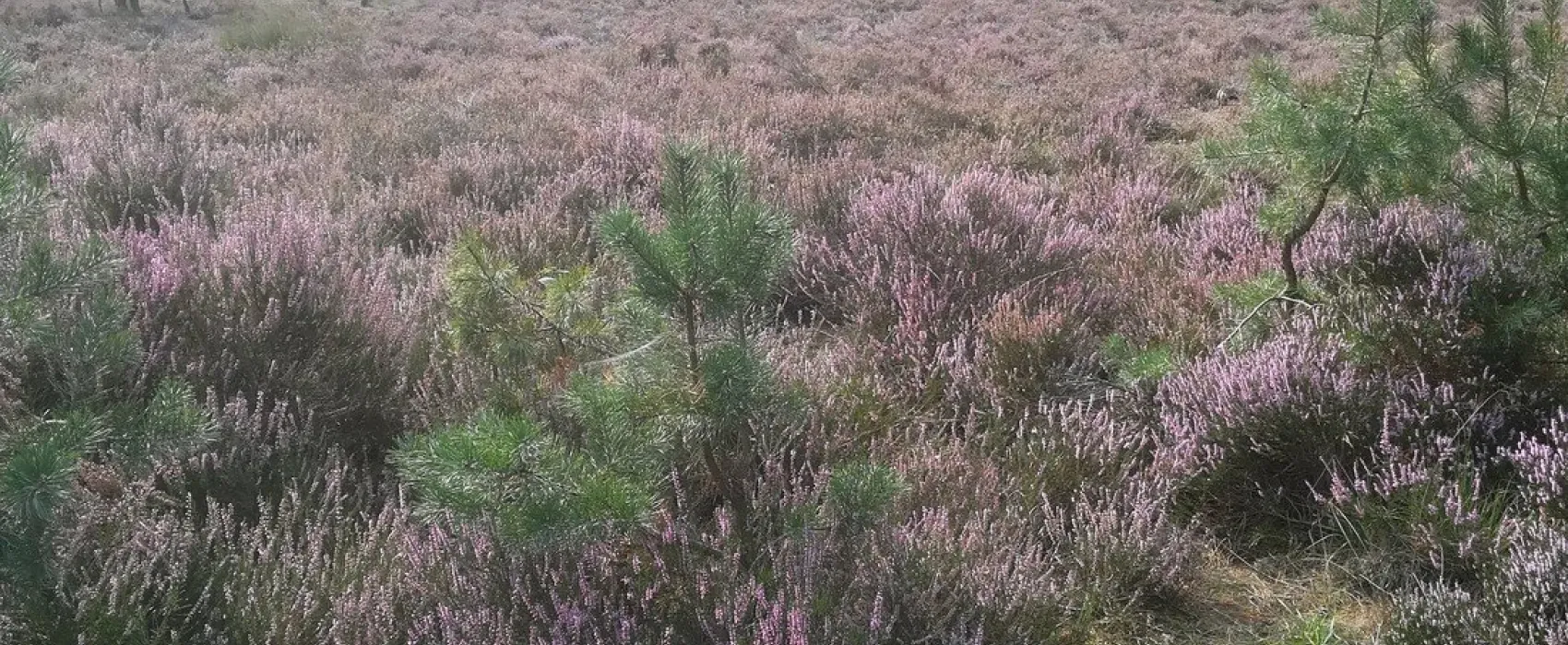 Camping Jacobus Hoeve