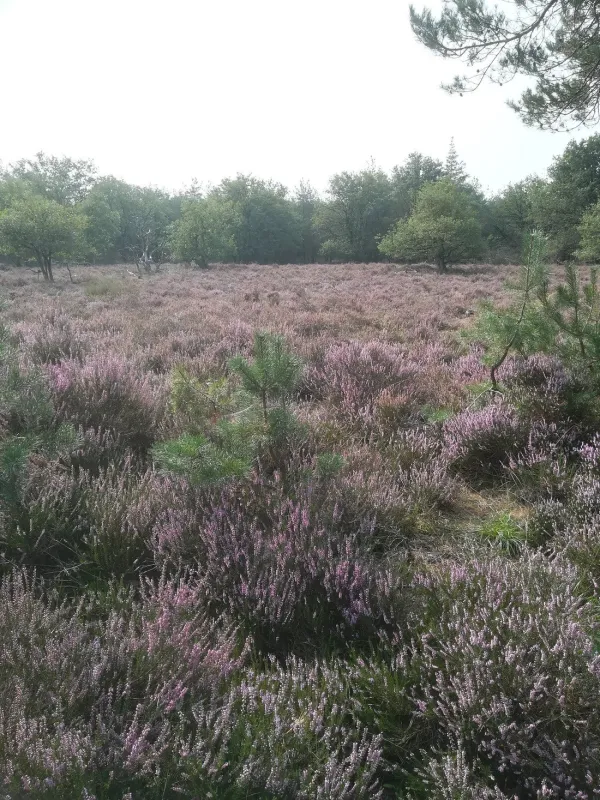 Camping Jacobus Hoeve